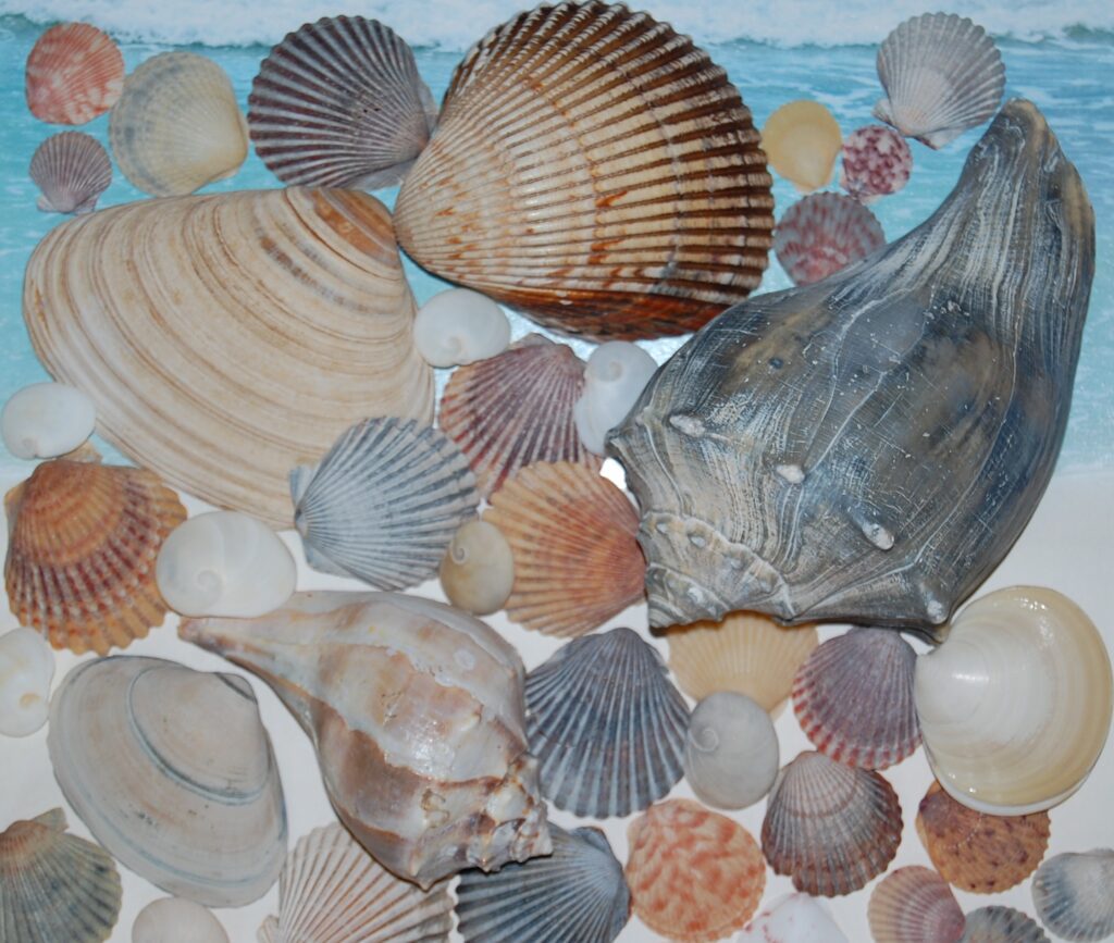 Sea Shells from Outer Banks