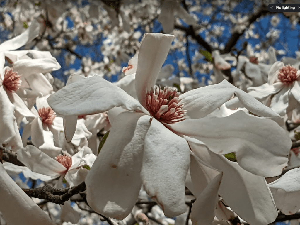 Power of Perspective on Magnolia Blooms