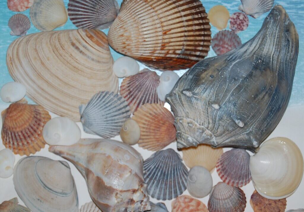 Sea Shells from Outer Banks