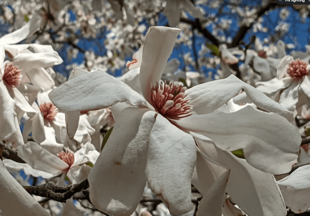 Power of Perspective on Magnolia Blooms